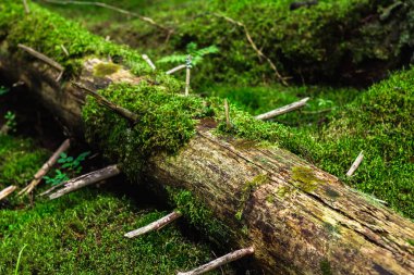 sanset yapraklara sıra ile yeşil orman.