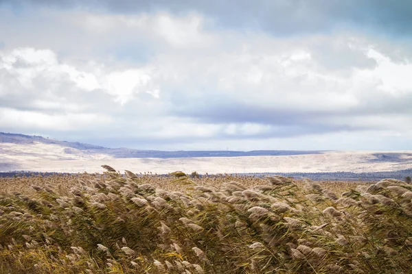 Caña de azúcar contra las montañas azules. Caña ordinaria . —  Fotos de Stock