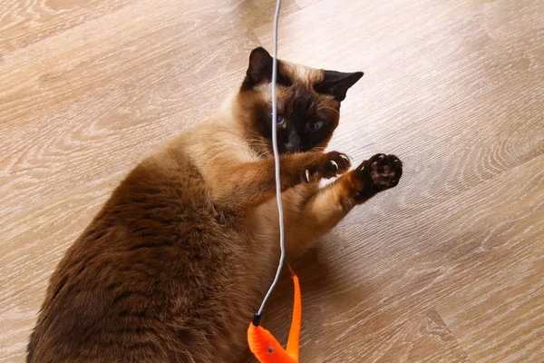 Siamesische oder thailändische Katze spielt mit Spielzeug. Eine behinderte Katze beißt und kratzt ein Spielzeug. drei Pfoten, kein Glied. — Stockfoto