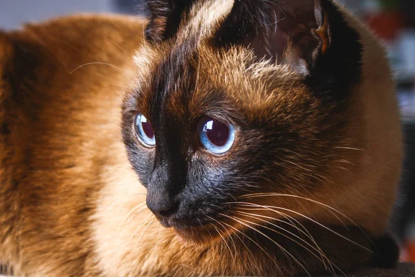 O gato tailandês siamês olha cuidadosamente longe. Retrato de um gato com olhos azuis . — Fotografia de Stock