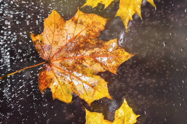 黄秋枫叶在雨窗上。秋季的概念. — 图库照片