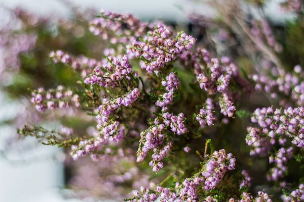 Calluna vulgaris - известная как обычный вереск, линг или просто вереск. — стоковое фото