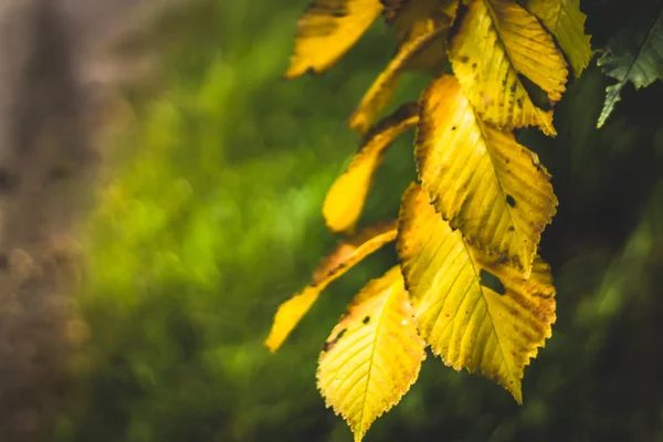 Folhas de outono amarelo contra o fundo de uma floresta verde . — Fotografia de Stock