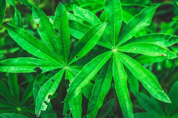 Folhas verdes de tremoço em um ambiente típico . — Fotografia de Stock