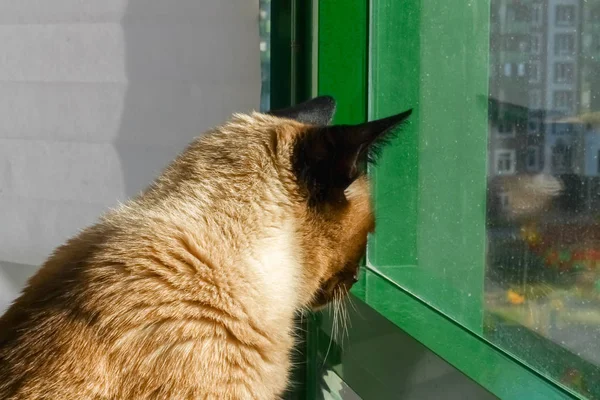 Um gato siamês ou tailandês olha pela janela para fora da casa . — Fotografia de Stock