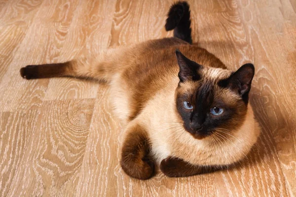 Siamesische oder thailändische Katze liegt auf dem Boden. die Katze ist behindert. drei Pfoten, kein Glied. — Stockfoto