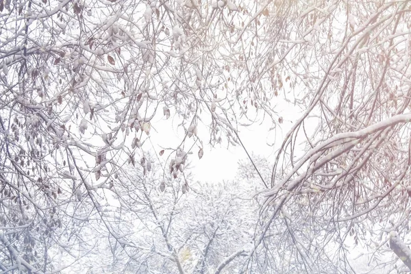 Första snön. Snöflingor i luften. Vit grenar på träden. — Stockfoto