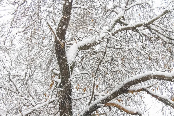Första snön. Snöflingor i luften. Vit grenar på träden. — Stockfoto