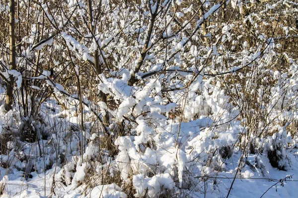 Ramoscelli di albero ricoperti di brina e neve sullo sfondo della foresta invernale nella neve . — Foto Stock