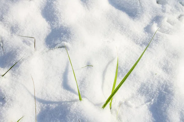 De eerste sneeuw op het gras op een zonnige dag. — Stockfoto