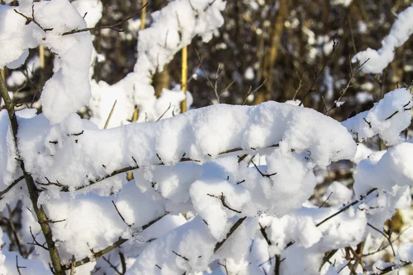 Kvistar av träd täckt av rimfrost och snö på bakgrund av vintern skog i snö. — Stockfoto