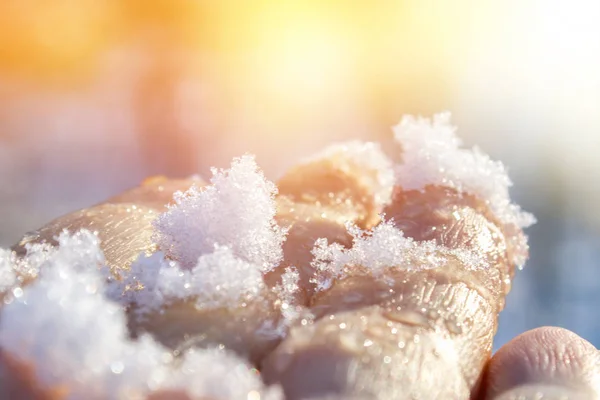 Nieve blanca en una mano en un bosque de invierno . —  Fotos de Stock