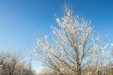 Hoarfrost ve arka plan kazanmak kar kaplı ağaç dal