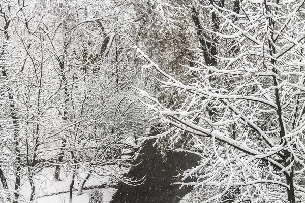 Primeira neve. Flocos de neve no ar. Ramos brancos nas árvores. Inverno . — Fotografia de Stock