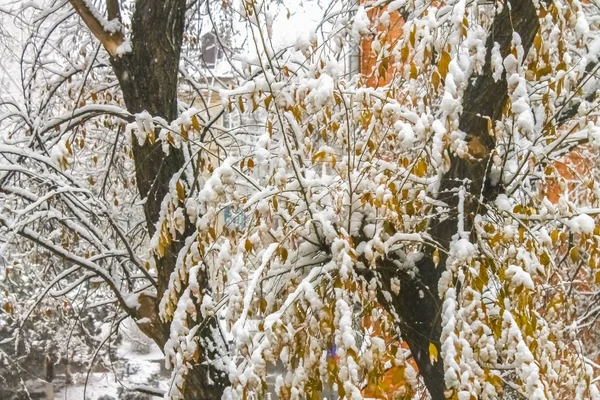 Primeira neve. Flocos de neve no ar. Ramos brancos nas árvores. Inverno . — Fotografia de Stock