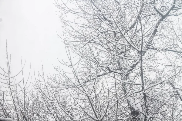 Första snön. Snöflingor i luften. Vit grenar på träden. Vinter. — Stockfoto