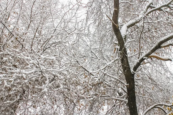 Första snön. Snöflingor i luften. Vit grenar på träden. Vinter. — Stockfoto