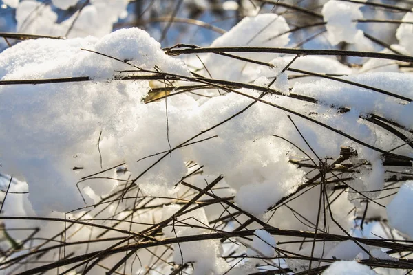 Kvistar av träd täckt av rimfrost och snö på bakgrund av win — Stockfoto