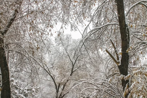 Prima neve. Fiocchi di neve nell'aria. Rami bianchi sugli alberi. Inverno . — Foto Stock