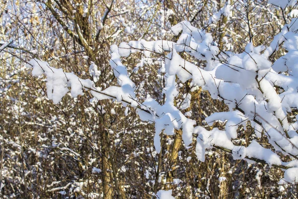 Kvistar av träd täckt av rimfrost och snö på bakgrund av vintern skog i snö. — Stockfoto