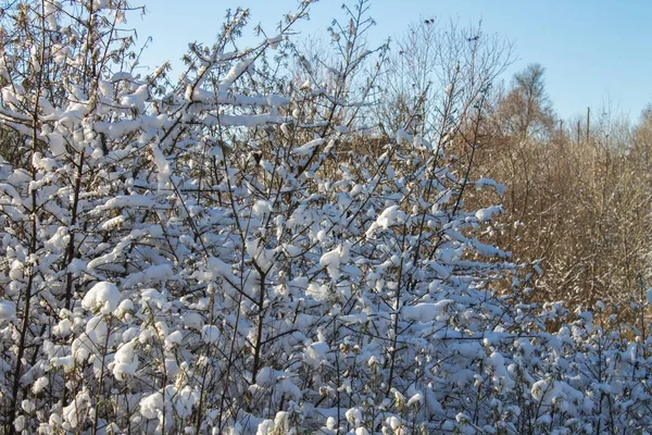 Vinter natur under den första snön en solig dag. — Stockfoto