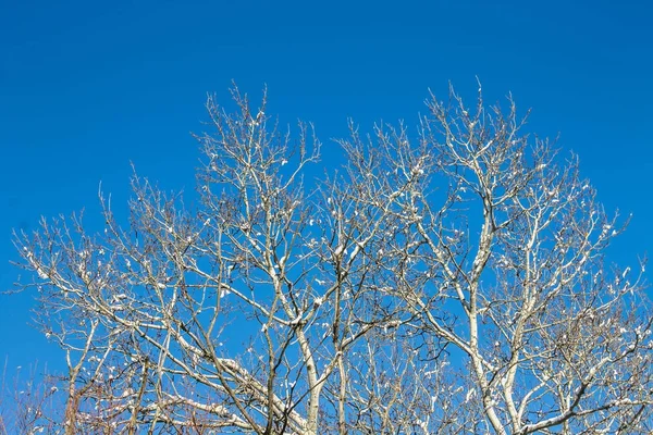 Galhos de árvore cobertos de geada e neve no fundo da floresta de inverno na neve . — Fotografia de Stock