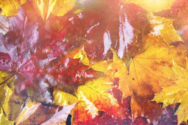 黄色和橙色秋天背景与槭树叶子. — 图库照片