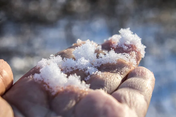Weißer Schnee auf einer Hand im Winterwald. — Stockfoto