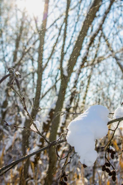 Kvistar av träd täckt av rimfrost och snö på bakgrund av vintern skog i snö. — Stockfoto