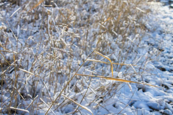 Vinter natur under den första snön en solig dag. — Stockfoto