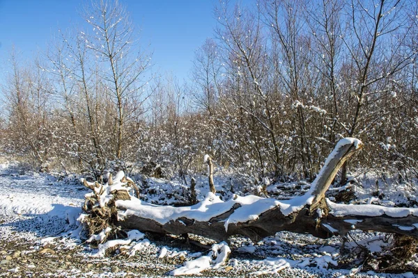 Natura invernale sotto la prima neve in una giornata di sole . — Foto Stock