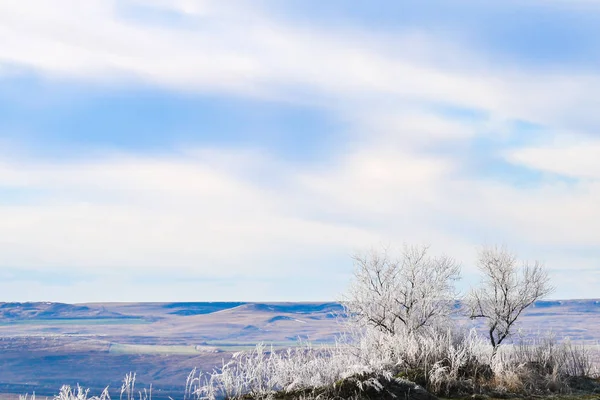 Alberi in gelo dopo le gelate contro il cielo blu . — Foto Stock