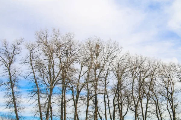 Parazita európai fagyöngy vagy a boszorkányok seprű, a fa ága ellen, blue sky. — Stock Fotó
