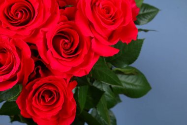 Pembe Gül pastel kağıt üzerinde gri bir arka plan üzerinde. Metin için yer kopyalayın. Mart 8, anneler günü için şablon.