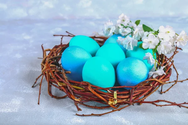 Oeufs de Pâques bleus dans un nid avec des fleurs blanches sur un fond de béton gris . — Photo