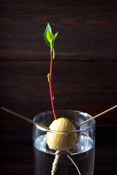 The avocado sprout grows from the seed in a glass of water. A living plant with leaves, the beginning of life on a wooden table.