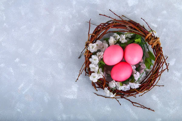 Oeufs de Pâques roses et violets dans un nid avec des fleurs blanches sur un fond de béton gris . — Photo