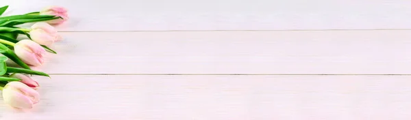 흰색 배경, 웹사이트에 대 한 배너 핑크 튤립. — 스톡 사진