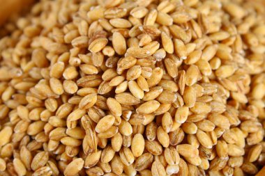 Kuru pearl arpa yakın çekim, tahıl tahıl doku.