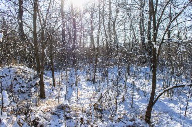 Güneşli bir günde ilk kar altında kış doğa.