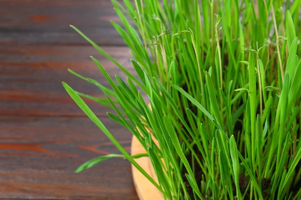 Sprouted green oats in the form of grass at home.