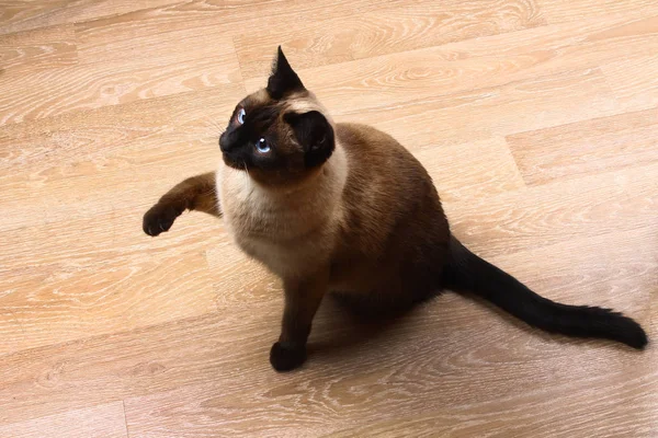 Eine siamesische oder thailändische Katze sitzt auf dem Boden. die Katze ist behindert. drei Pfoten, kein Glied. — Stockfoto