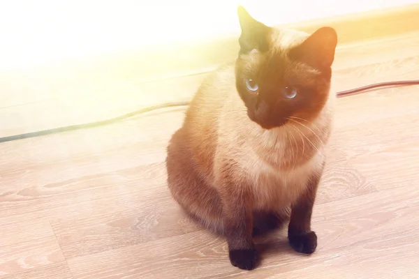 A Siamese or Thai cat sits on the floor. The cat is disabled. Three paws, no limb. — Stock Photo, Image