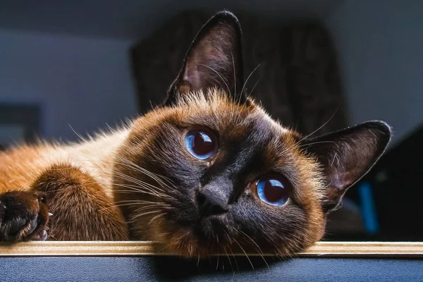 O gato tailandês siamês mente e olha para a câmera, na moldura, na alma. Tristeza, melancolia, solidão . — Fotografia de Stock