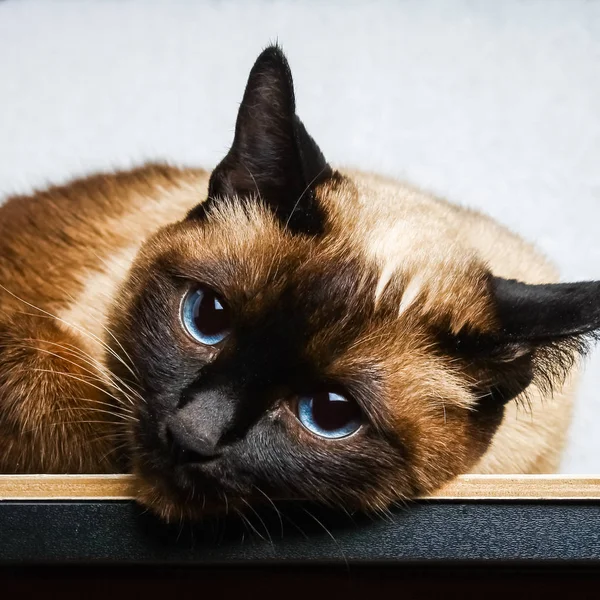 O gato tailandês siamês mente e olha para a câmera, na moldura, na alma. Tristeza, melancolia, solidão . — Fotografia de Stock