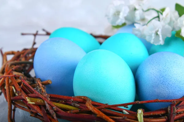 Oeufs de Pâques bleus dans un nid avec des fleurs blanches sur un fond de béton gris . — Photo