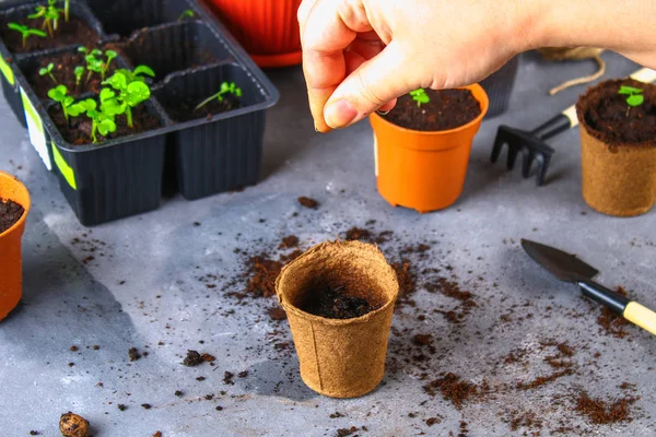 Transplantio, plantio, aspersão de mudas em um fundo de concreto cinza . — Fotografia de Stock