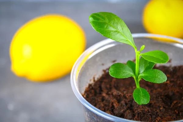 Yeşil bir filiz limon bir tencerede. Fide kemiklerinden. Olgun limon meyve bir ağacının yanındaki.