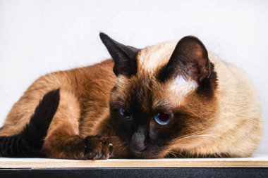 Tayland Siyam kedi yatıyor ve görünüyor üzüntü, acı, öfke ile.