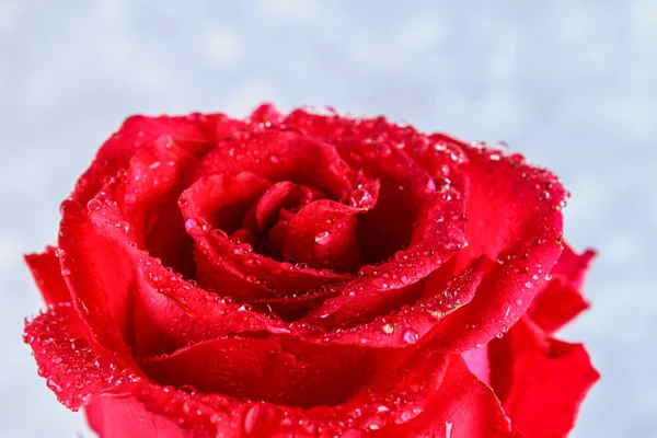 Pétales de rose rouge avec gouttes de pluie gros plan. Rose rouge. — Photo